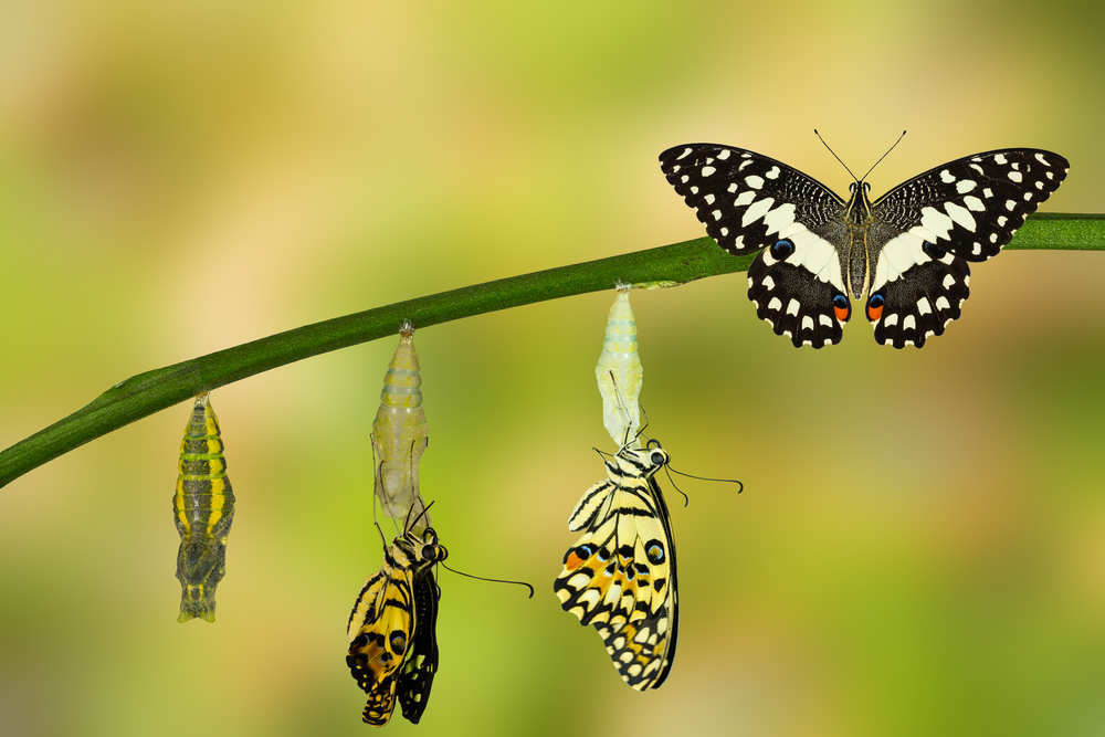 Transformationscoaching
